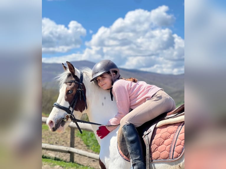 Pintos Mare 6 years 14,1 hh Pinto in Nickelsdorf