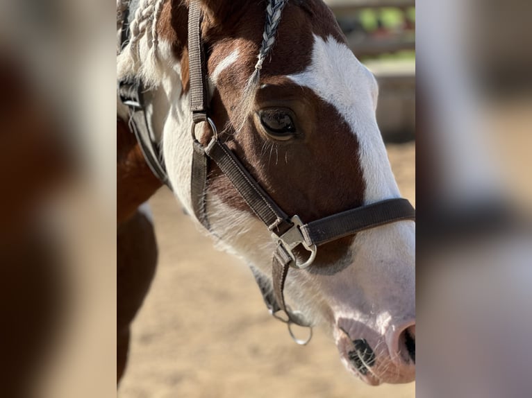 Pintos Mare 6 years 14,1 hh Pinto in F&#xFC;rth