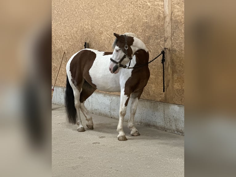 Pintos Mare 6 years 14,1 hh Pinto in F&#xFC;rth