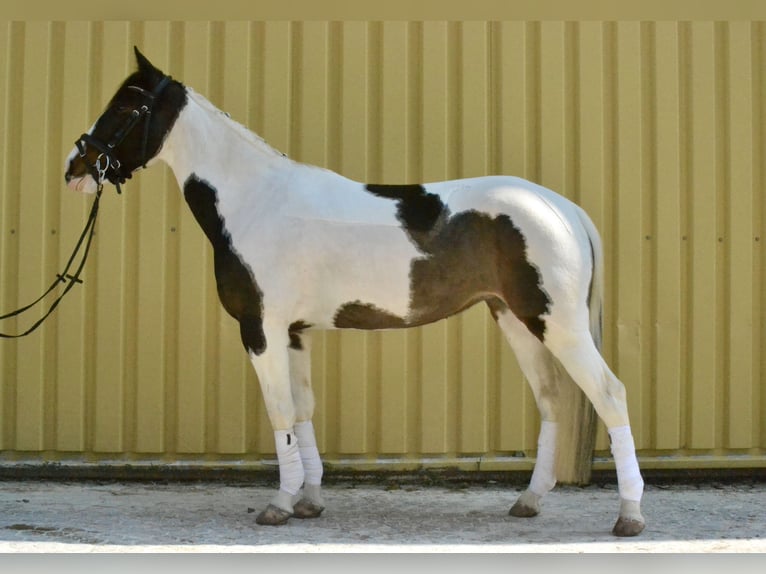 Pintos Mare 6 years 14,2 hh Pinto in Würzburg