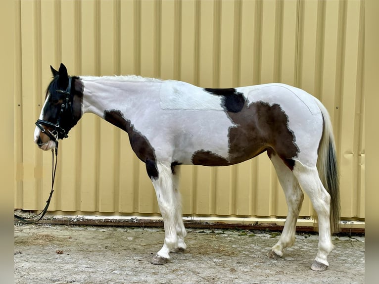 Pintos Mare 6 years 14,2 hh Pinto in Würzburg