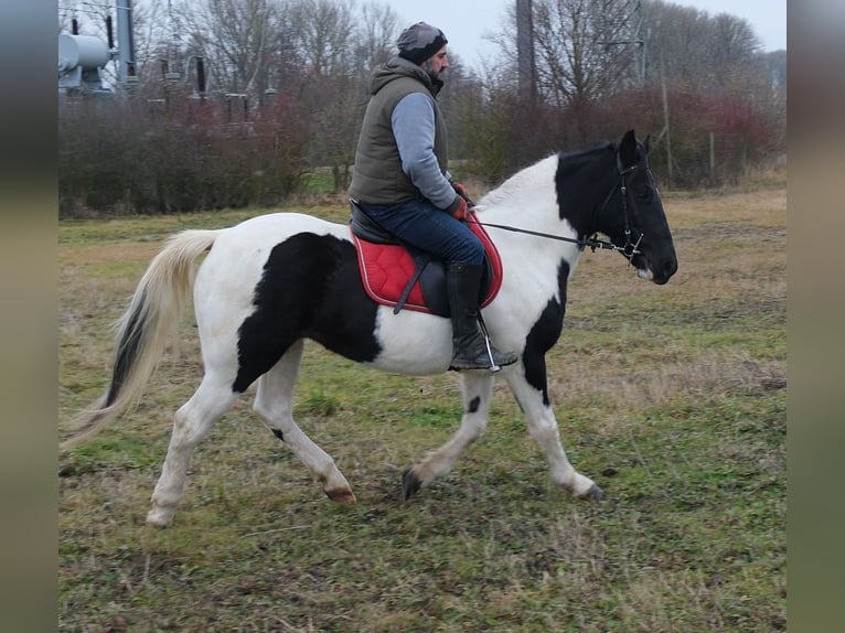 Pintos Mix Mare 6 years 14,3 hh Pinto in Buttstädt