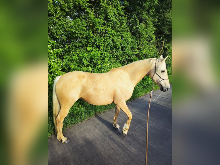 Pintos Mare 6 years 15.1 hh Palomino in Dickendorf