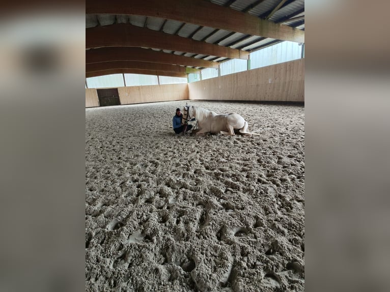 Pintos Mare 6 years 15.1 hh Palomino in Dickendorf