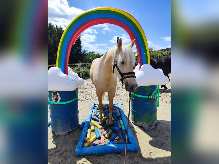 Pintos Mare 6 years 15.1 hh Palomino in Dickendorf