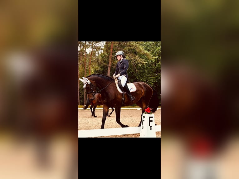 Pintos Mare 6 years 15,2 hh Bay-Dark in H&#xE4;melhausen