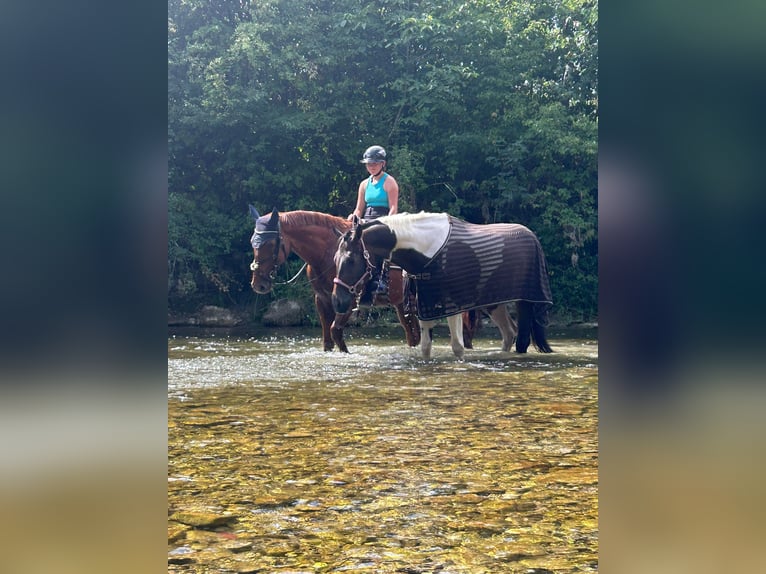 Pintos Mix Mare 6 years 15,3 hh Pinto in Tulln