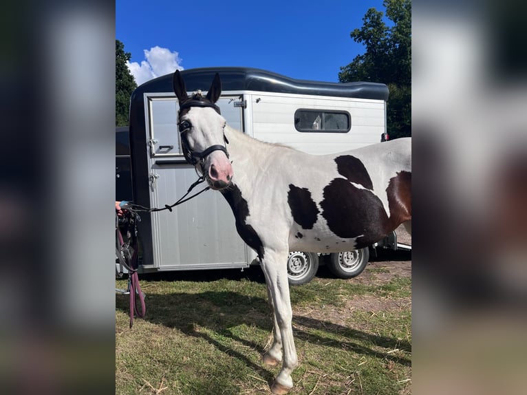 Pintos Mare 6 years Pinto in Bad Zwischenahn