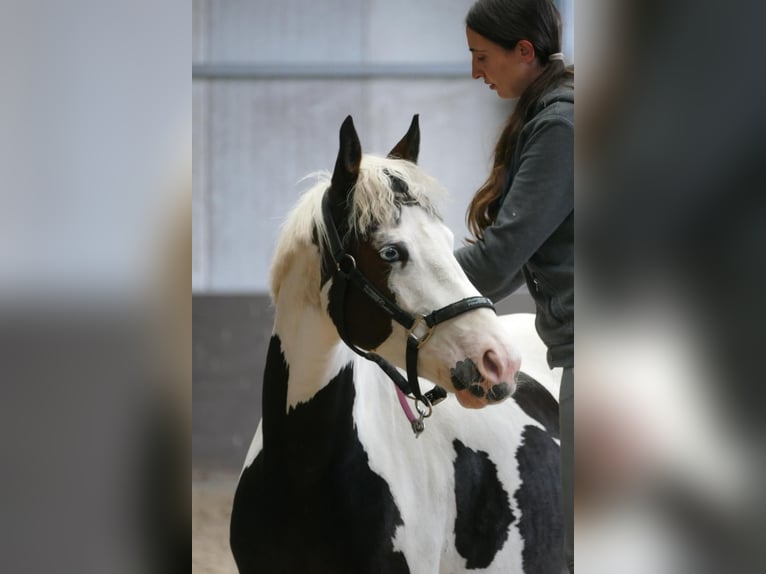 Pintos Mare 6 years Pinto in Bad Zwischenahn