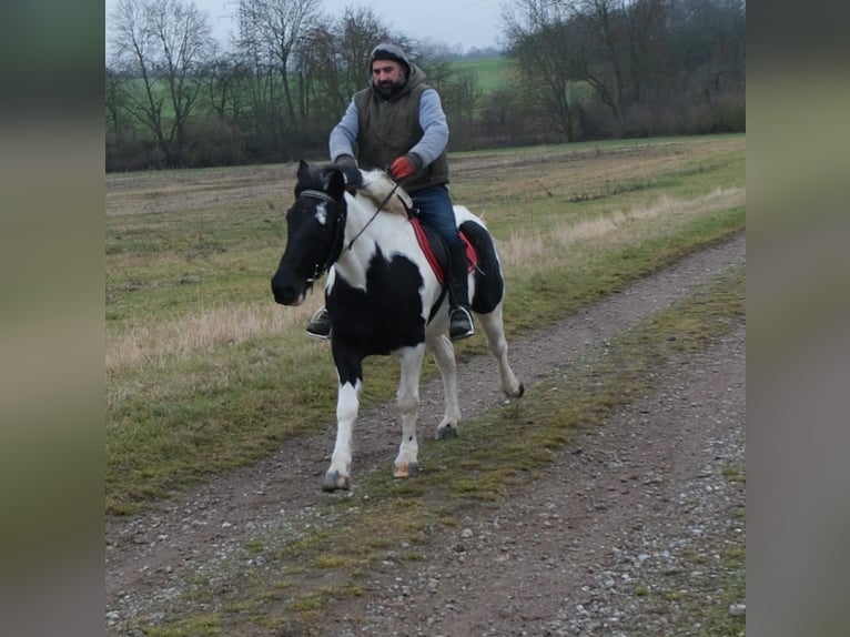 Pintos Mix Mare 7 years 14,2 hh Pinto in Buttstädt