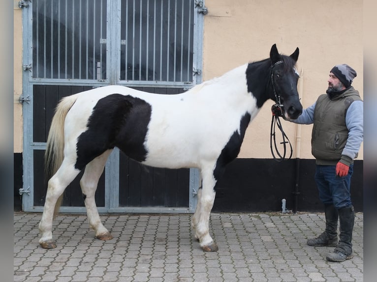Pintos Mix Mare 7 years 14,2 hh Pinto in Buttstädt