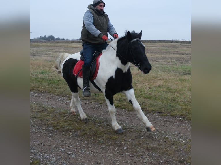 Pintos Mix Mare 7 years 14,3 hh Pinto in Buttstädt