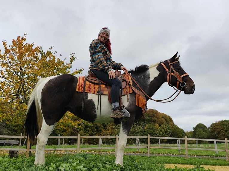 Pintos Mare 7 years 15,2 hh Pinto in Linkenbach
