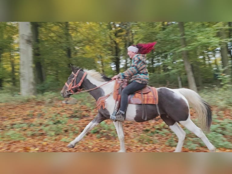 Pintos Mare 7 years 15,2 hh Pinto in Linkenbach