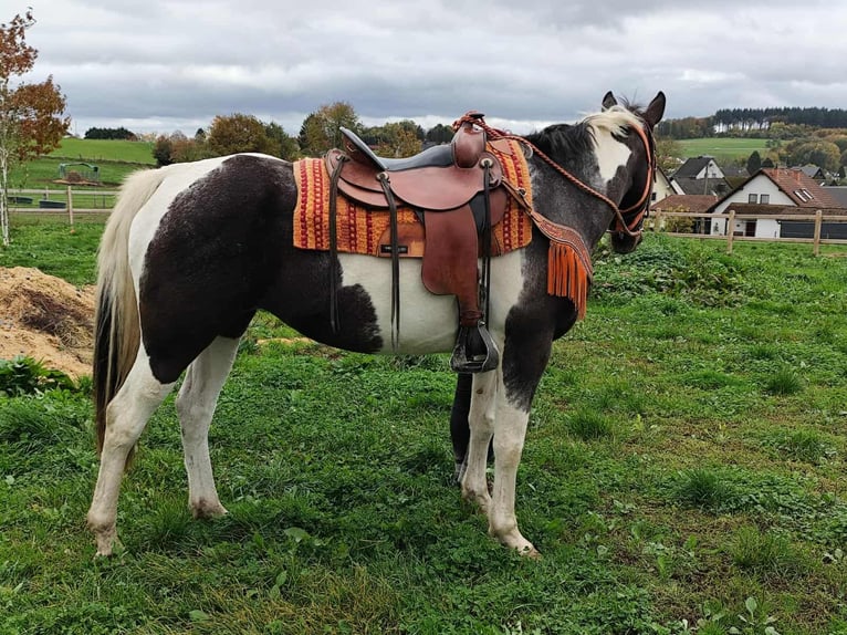 Pintos Mare 7 years 15,2 hh Pinto in Linkenbach