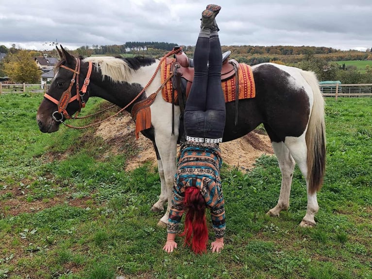 Pintos Mare 7 years 15,2 hh Pinto in Linkenbach