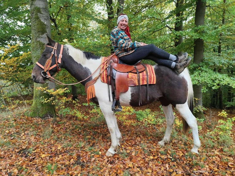 Pintos Mare 7 years 15,2 hh Pinto in Linkenbach