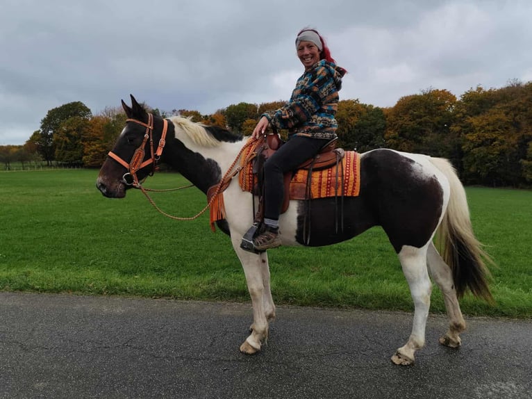 Pintos Mare 7 years 15,2 hh Pinto in Linkenbach