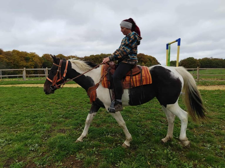 Pintos Mare 7 years 15,2 hh Pinto in Linkenbach