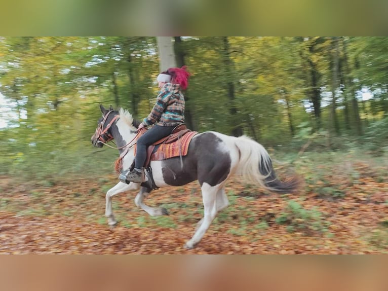 Pintos Mare 7 years 15,2 hh Pinto in Linkenbach