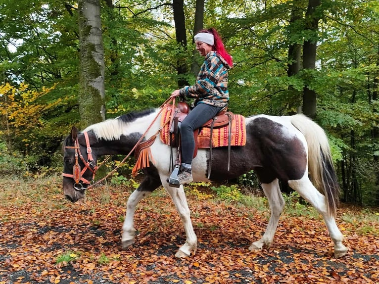 Pintos Mare 7 years 15,2 hh Pinto in Linkenbach