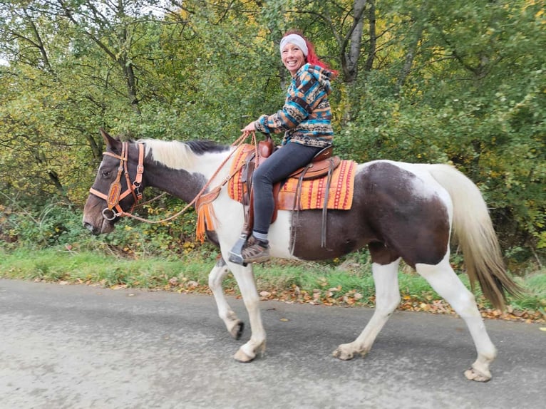 Pintos Mare 7 years 15,2 hh Pinto in Linkenbach