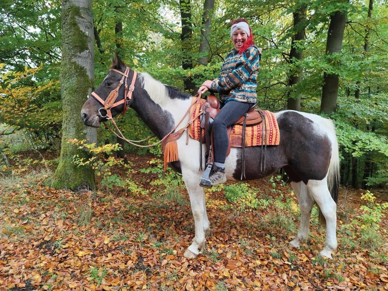 Pintos Mare 7 years 15,2 hh Pinto in Linkenbach