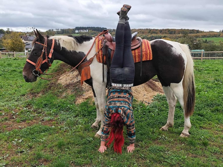 Pintos Mare 7 years 15,2 hh Pinto in Linkenbach