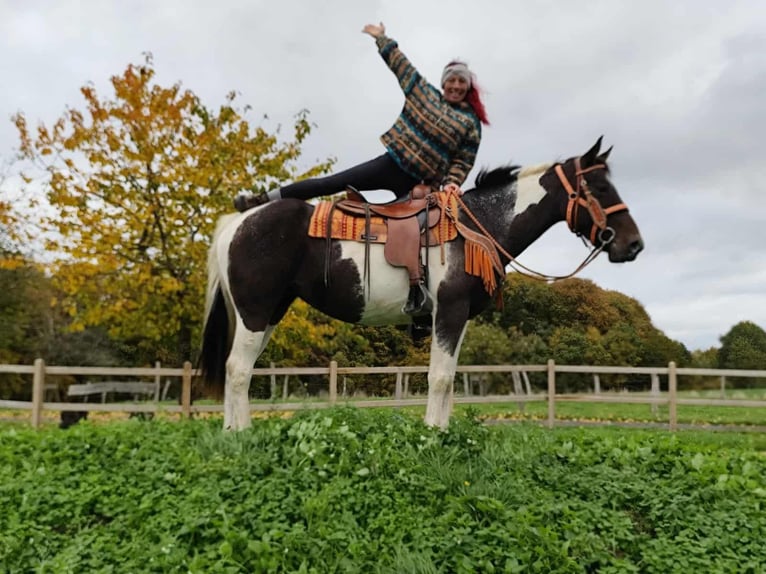 Pintos Mare 7 years 15,2 hh Pinto in Linkenbach