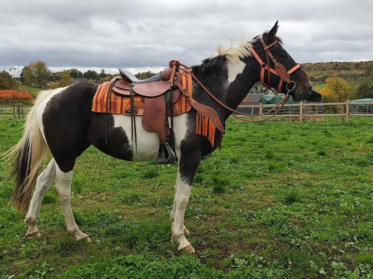 Pintos Mare 7 years 15,2 hh Pinto in Linkenbach