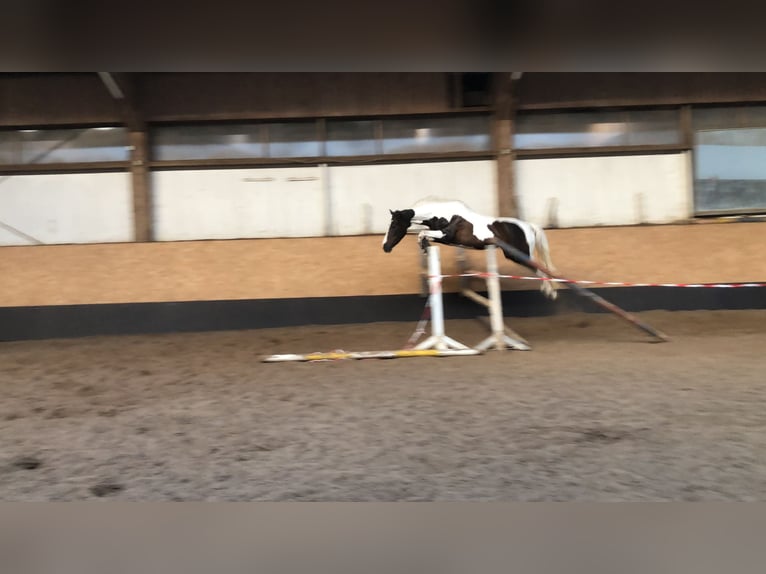 Pintos Mare 7 years 15,1 hh Pinto in Pinneberg
