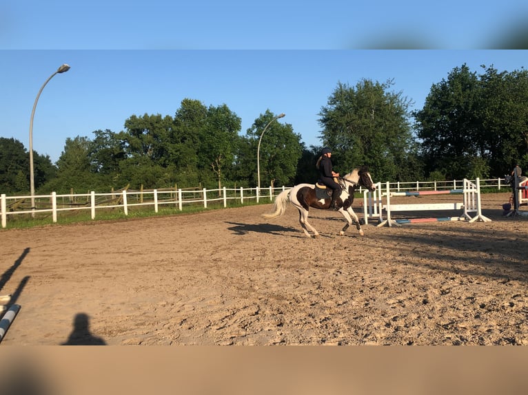 Pintos Mare 7 years 15,1 hh Pinto in Pinneberg