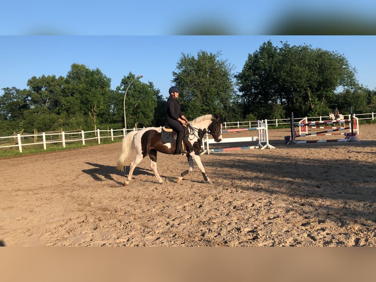 Pintos Mare 7 years 15,1 hh Pinto in Pinneberg
