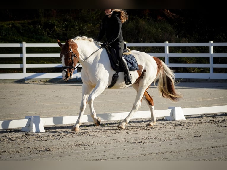 Pintos Mare 7 years 15,3 hh Pinto in Nettersheim