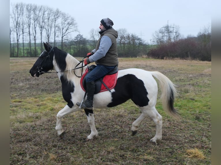 Pintos Mix Mare 7 years Pinto in Buttstädt