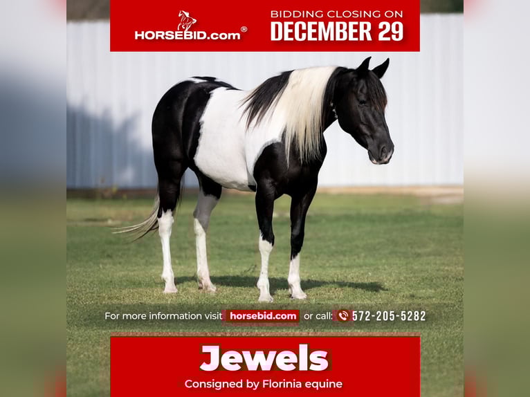 Pintos Mare 8 years 14 hh Pinto in Guthrie