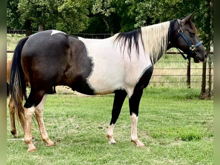 Pintos Mare 8 years 14 hh Pinto in Guthrie