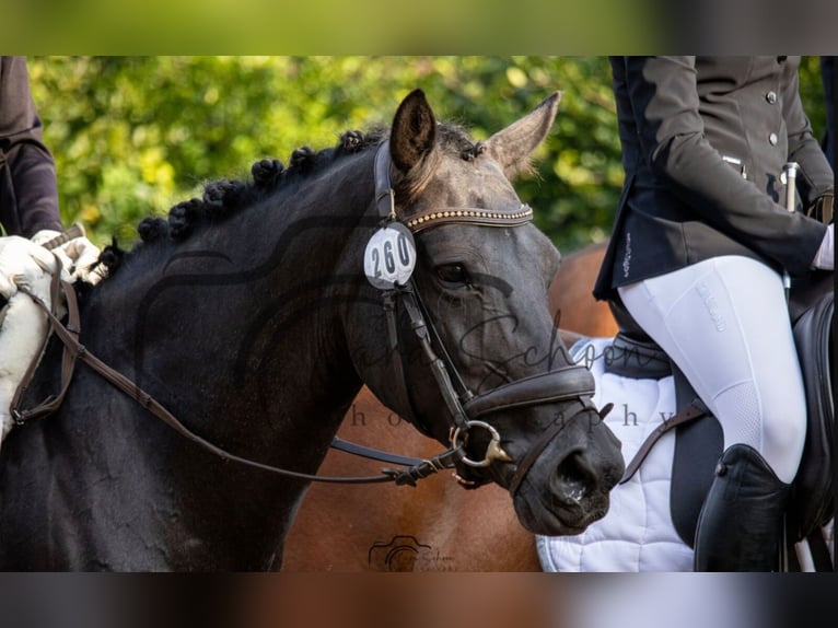 Pintos Mare 8 years 14,2 hh Black in Filsum Pintos Mare 8 years 14,2 hh Black in Filsum