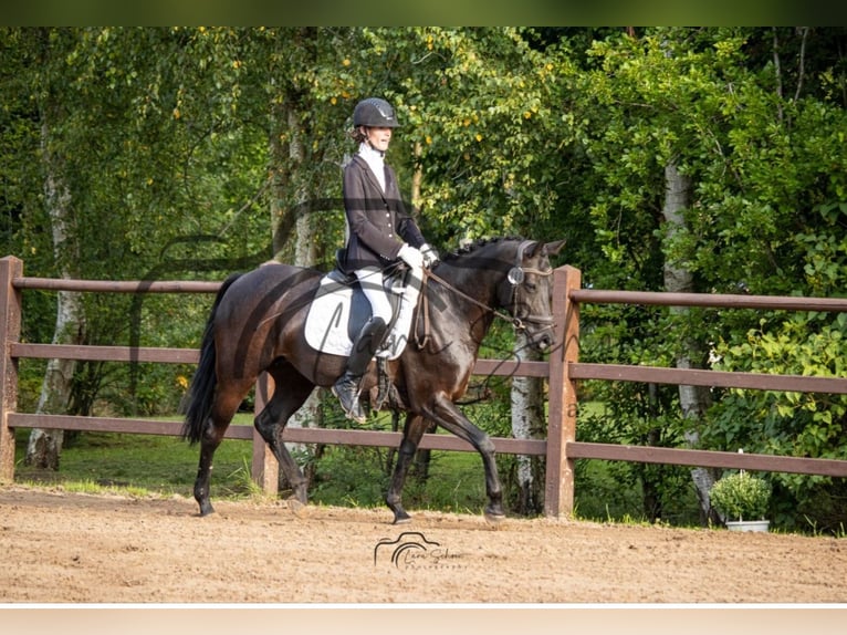 Pintos Mare 8 years 14,2 hh Black in Filsum Pintos Mare 8 years 14,2 hh Black in Filsum