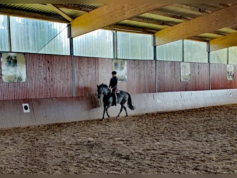 Pintos Mare 8 years 14,2 hh Black in Filsum Pintos Mare 8 years 14,2 hh Black in Filsum