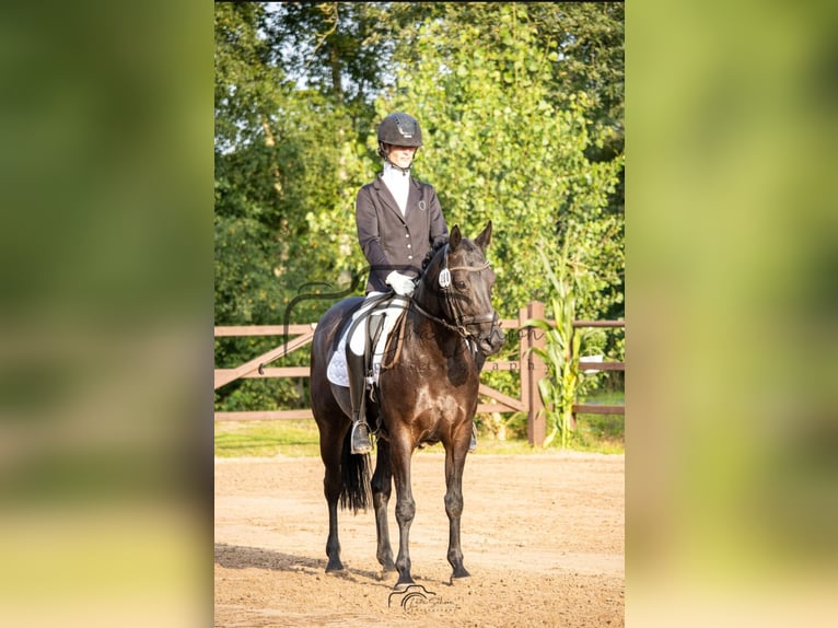 Pintos Mare 8 years 14,2 hh Black in Filsum Pintos Mare 8 years 14,2 hh Black in Filsum