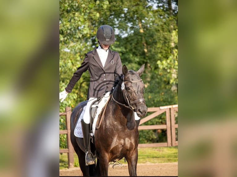 Pintos Mare 8 years 14,2 hh Black in Filsum Pintos Mare 8 years 14,2 hh Black in Filsum