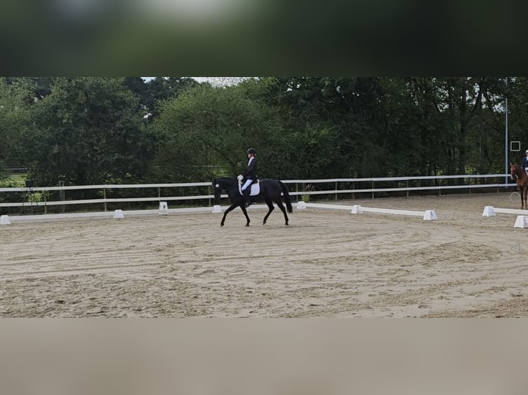 Pintos Mare 8 years 14,2 hh Black in Filsum Pintos Mare 8 years 14,2 hh Black in Filsum