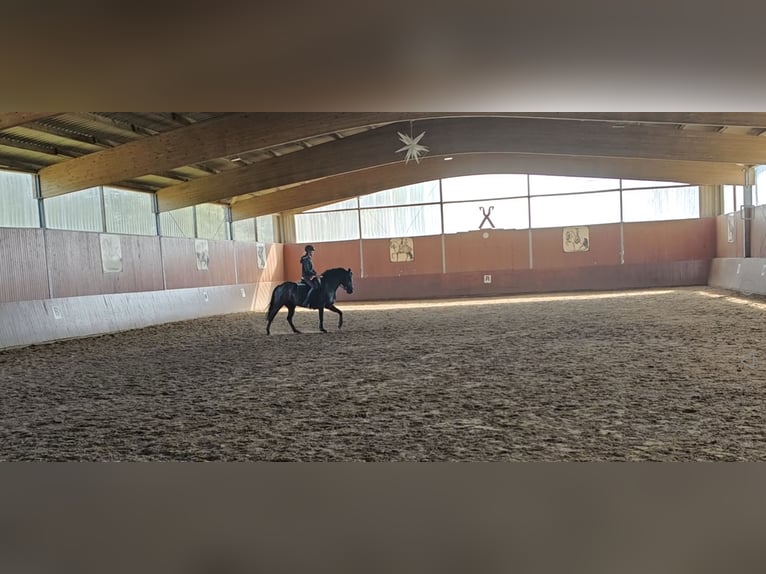 Pintos Mare 8 years 14,2 hh Black in Filsum Pintos Mare 8 years 14,2 hh Black in Filsum