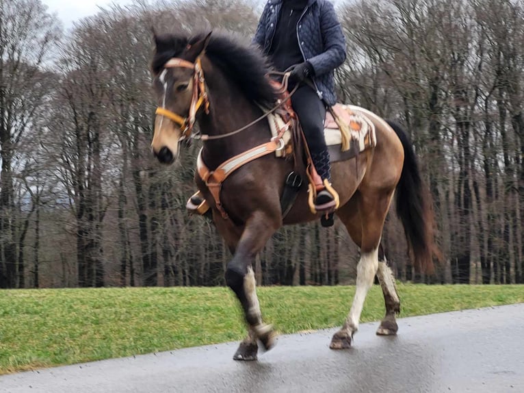 Pintos Mare 8 years 15,1 hh Pinto in Linkenbach