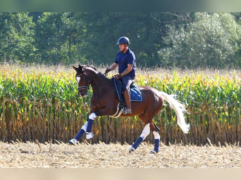 Pintos Mare 8 years 16 hh Pinto in St Marein bei Graz