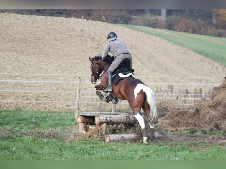 Pintos Mare 8 years 16 hh Pinto in St Marein bei Graz