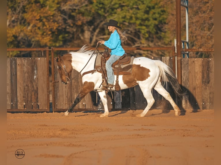 Pintos Mare 9 years 14,2 hh Buckskin in Weatherford, TX