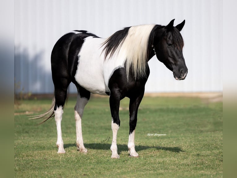 Pintos Mare 9 years 14 hh Pinto in Guthrie