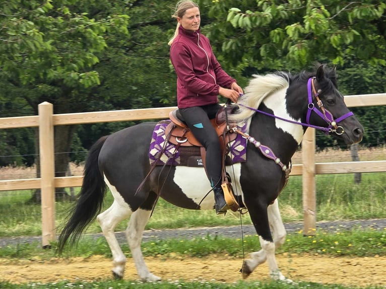 Pintos Mare 9 years 14,1 hh Gray in Linkenbach